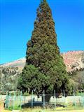 سرو زربین.